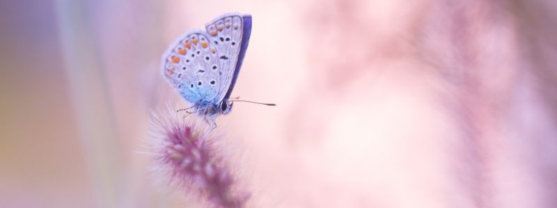 Transformation Raupe Schmetterling Wechseljahre